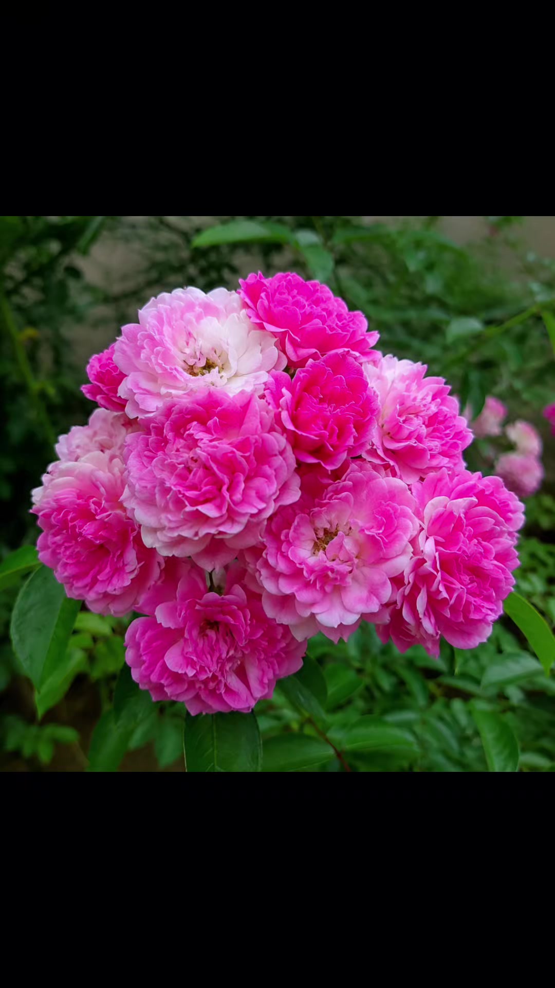 @🥀🥀রাইসা জাহান 🥀🥀