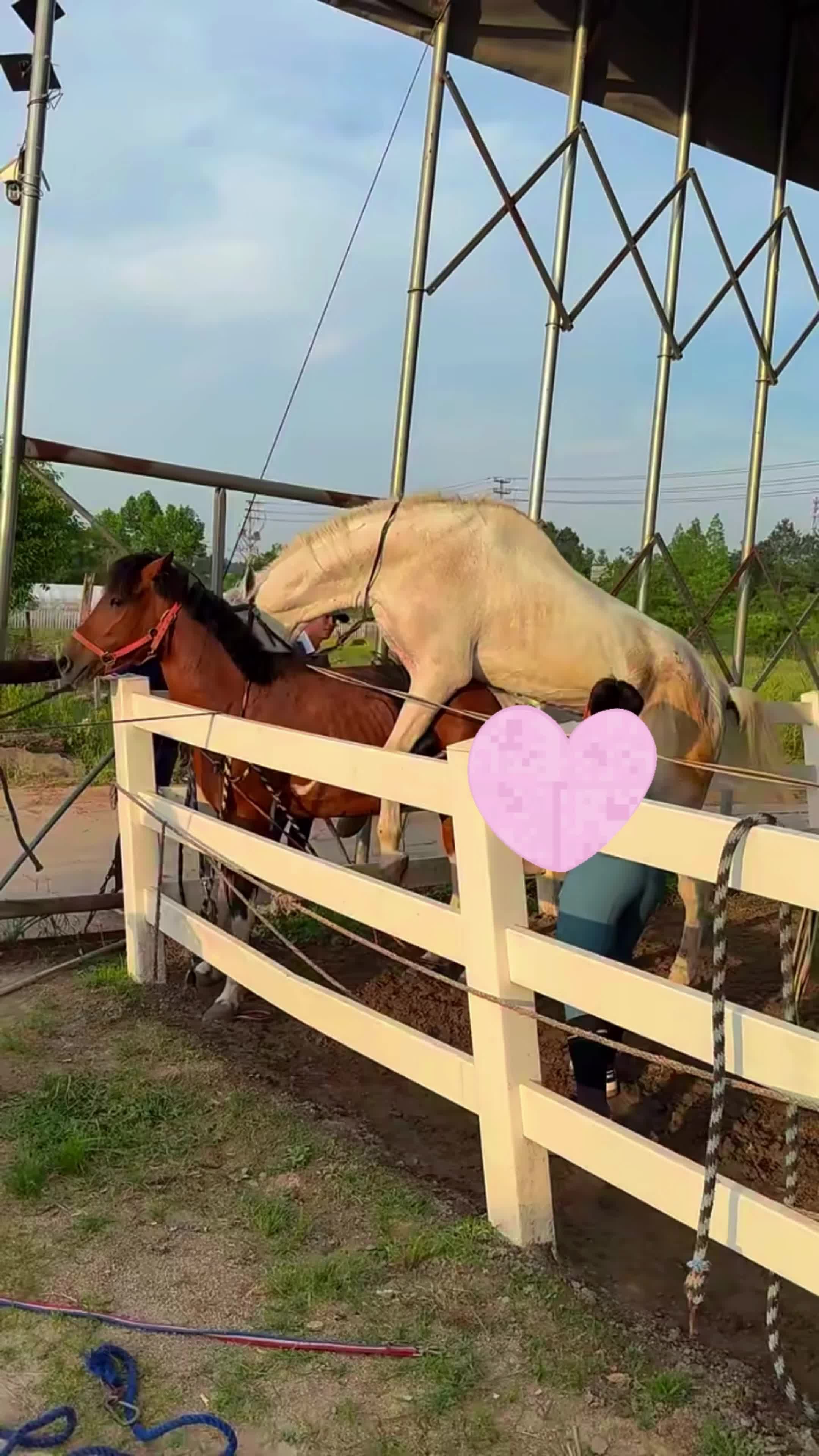 @horselife015