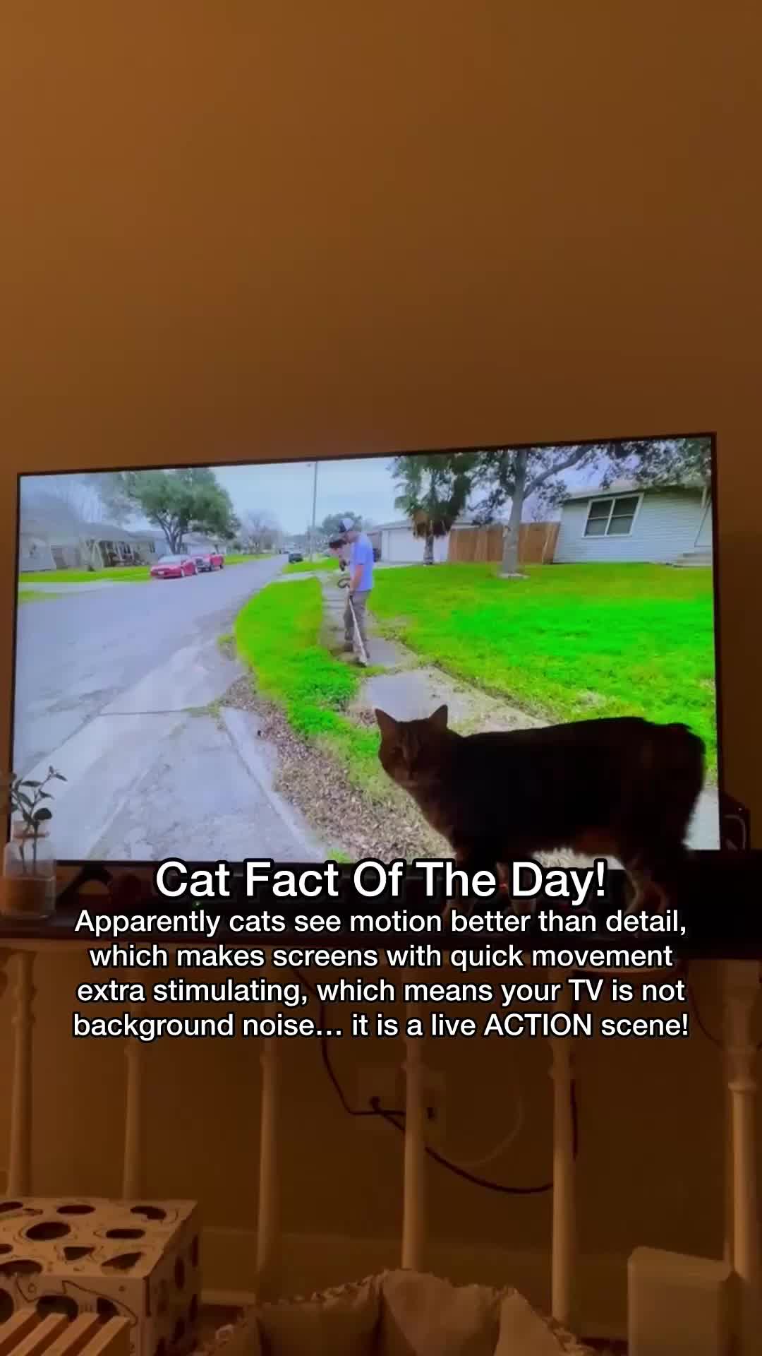 @Chip The Manx