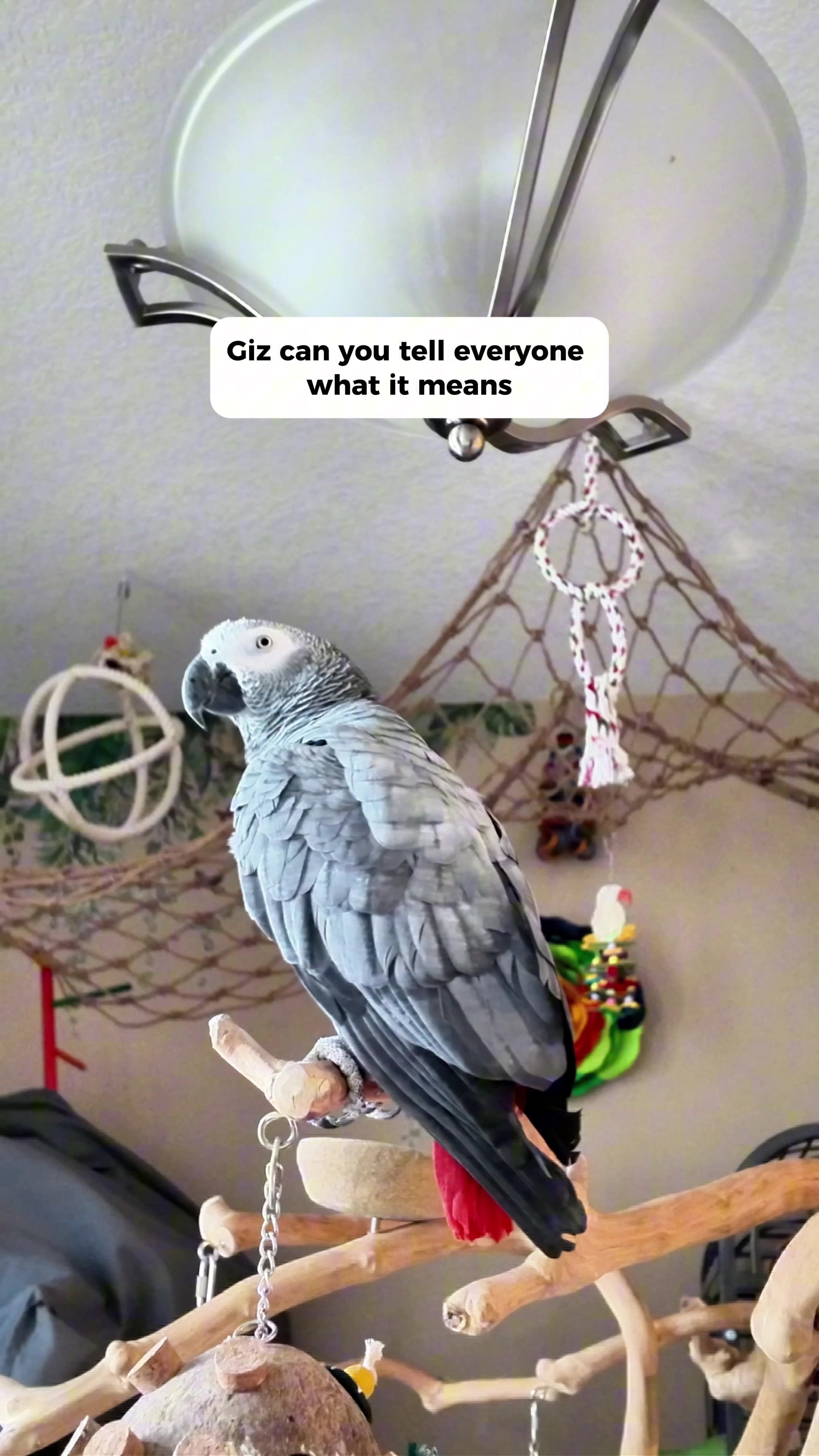 @Gizmo The Grey Bird
