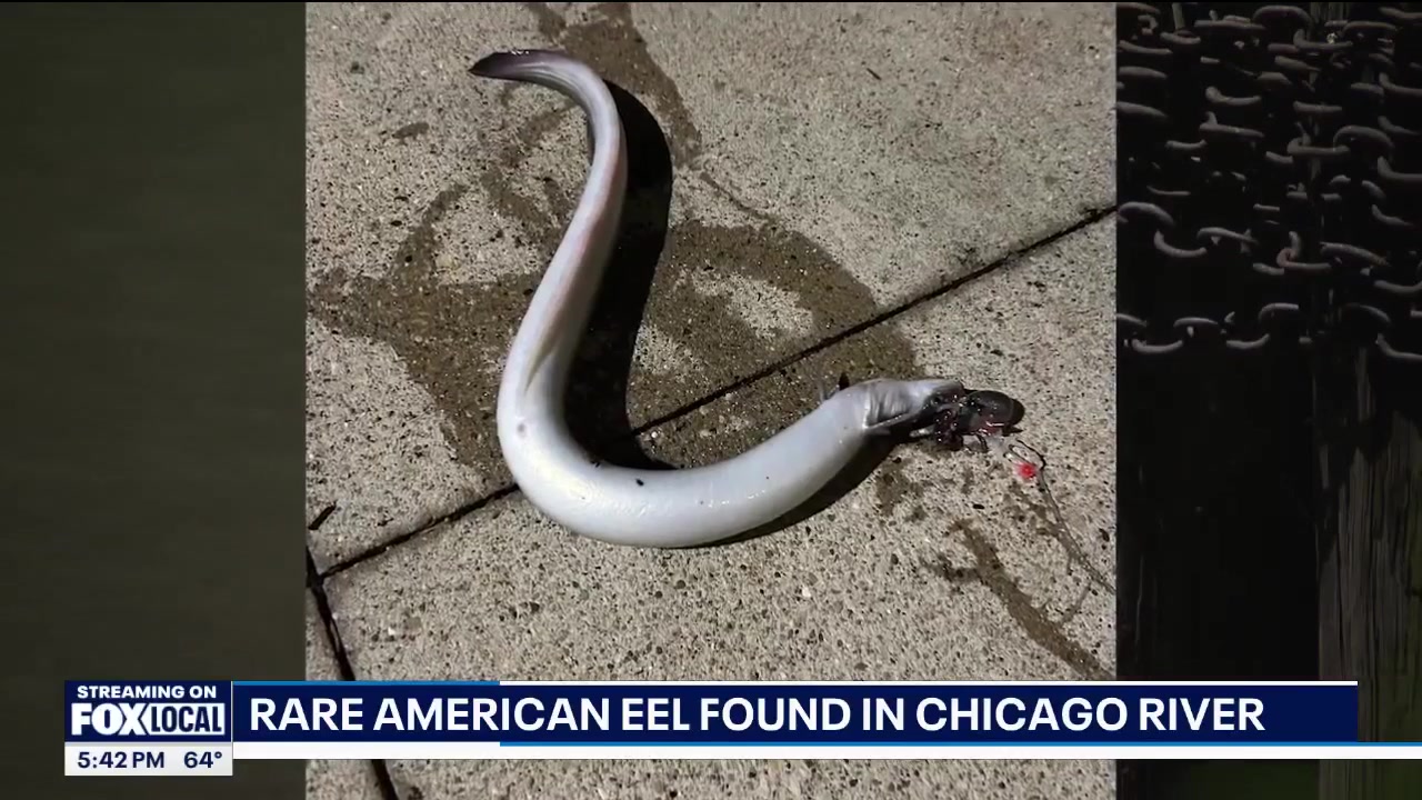 @Fox 32 Chicago
