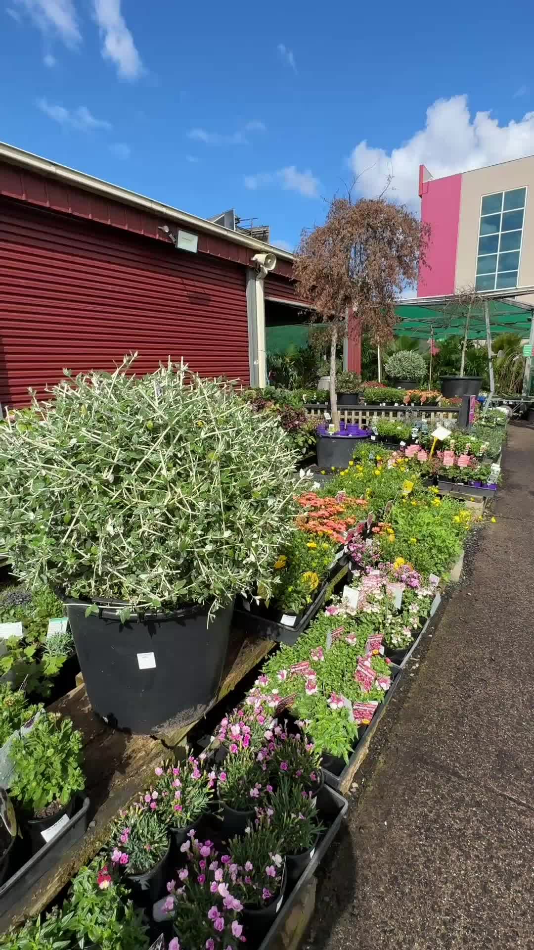 @Hello Hello Plants Nursery