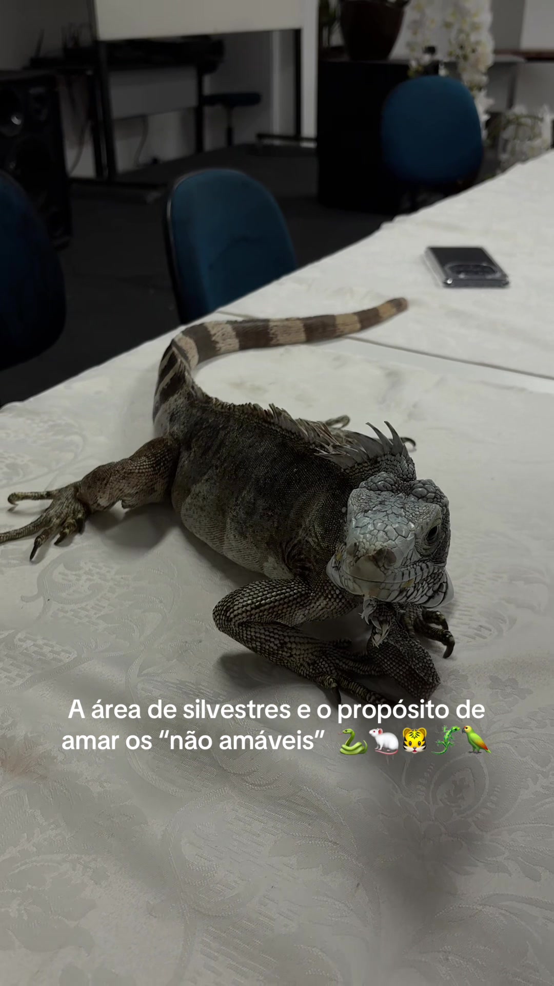 @Aninha