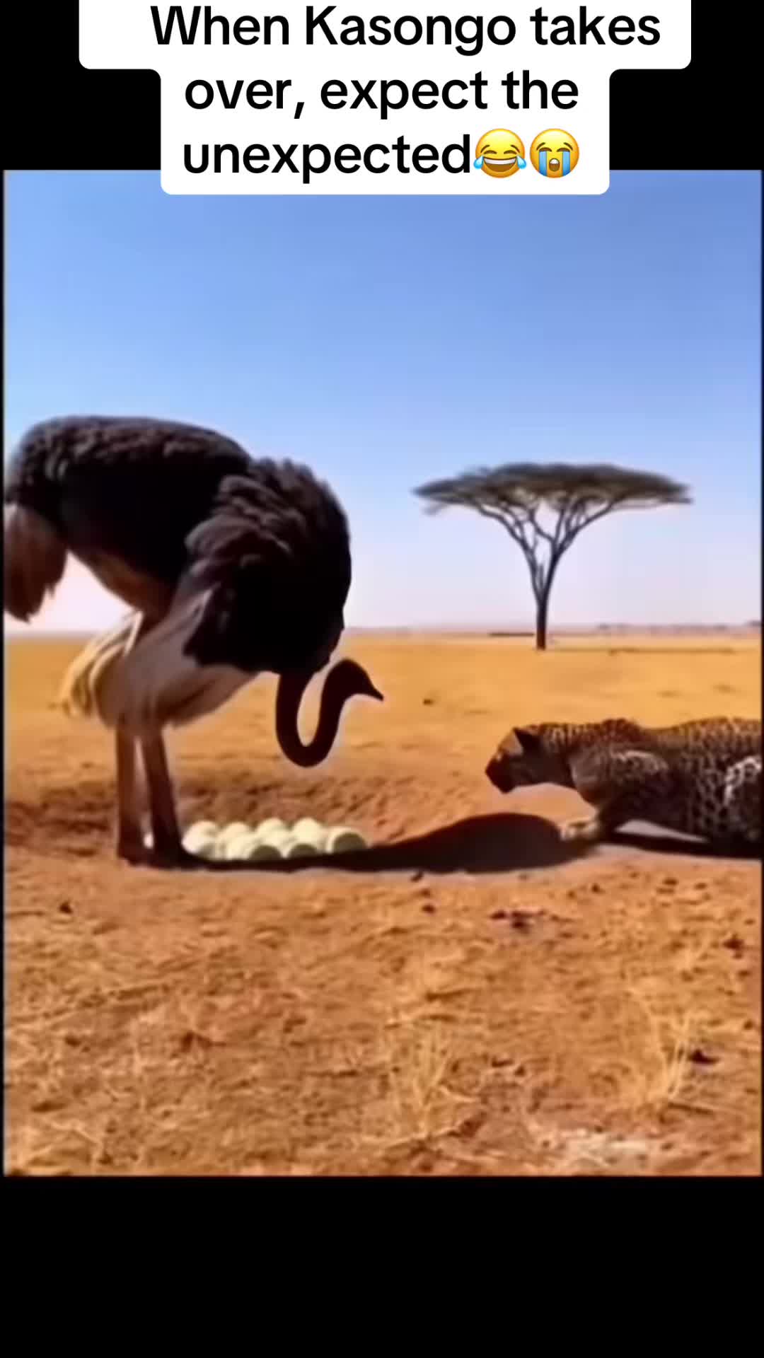 @Roi De la Jungle