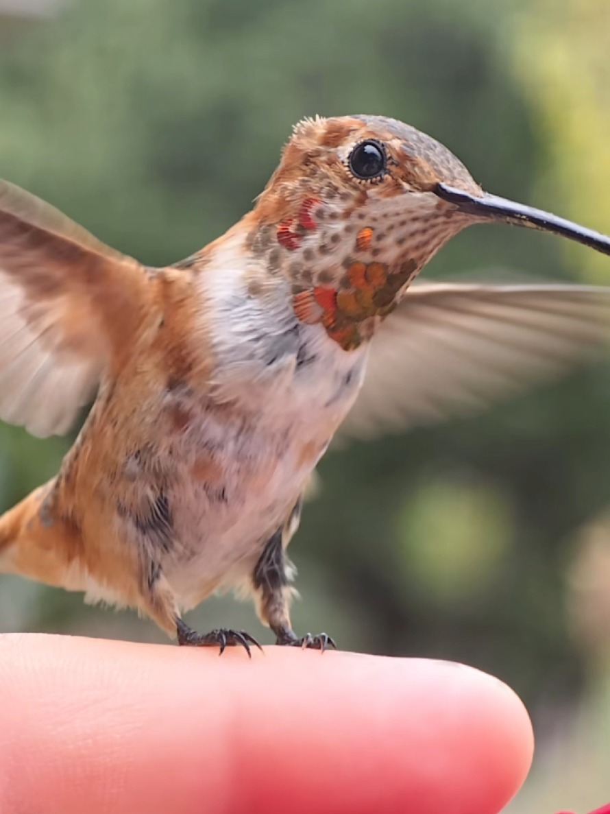 @unreal_hummingbirds