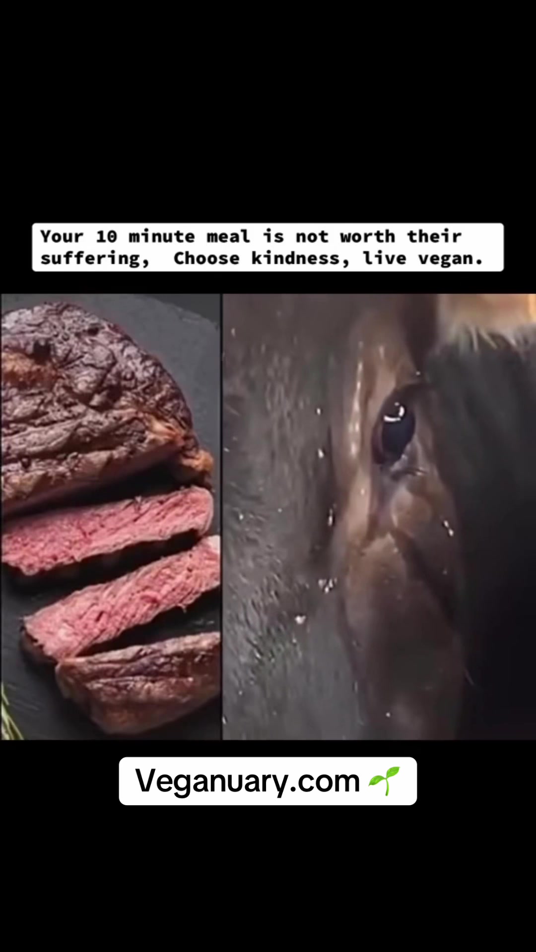 @I Love Animals 💚🌱✌️