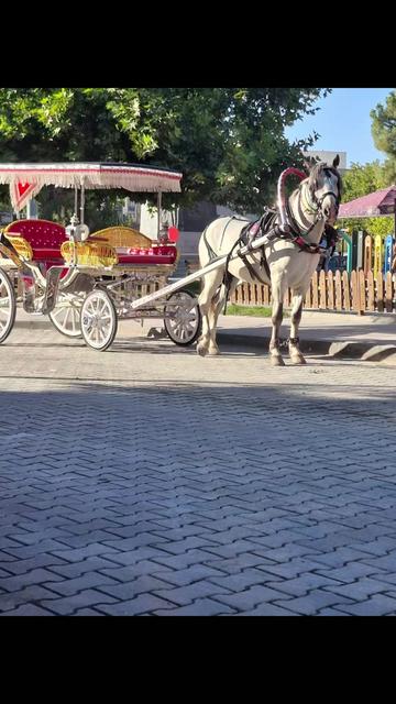 @Nilüfer isa türek