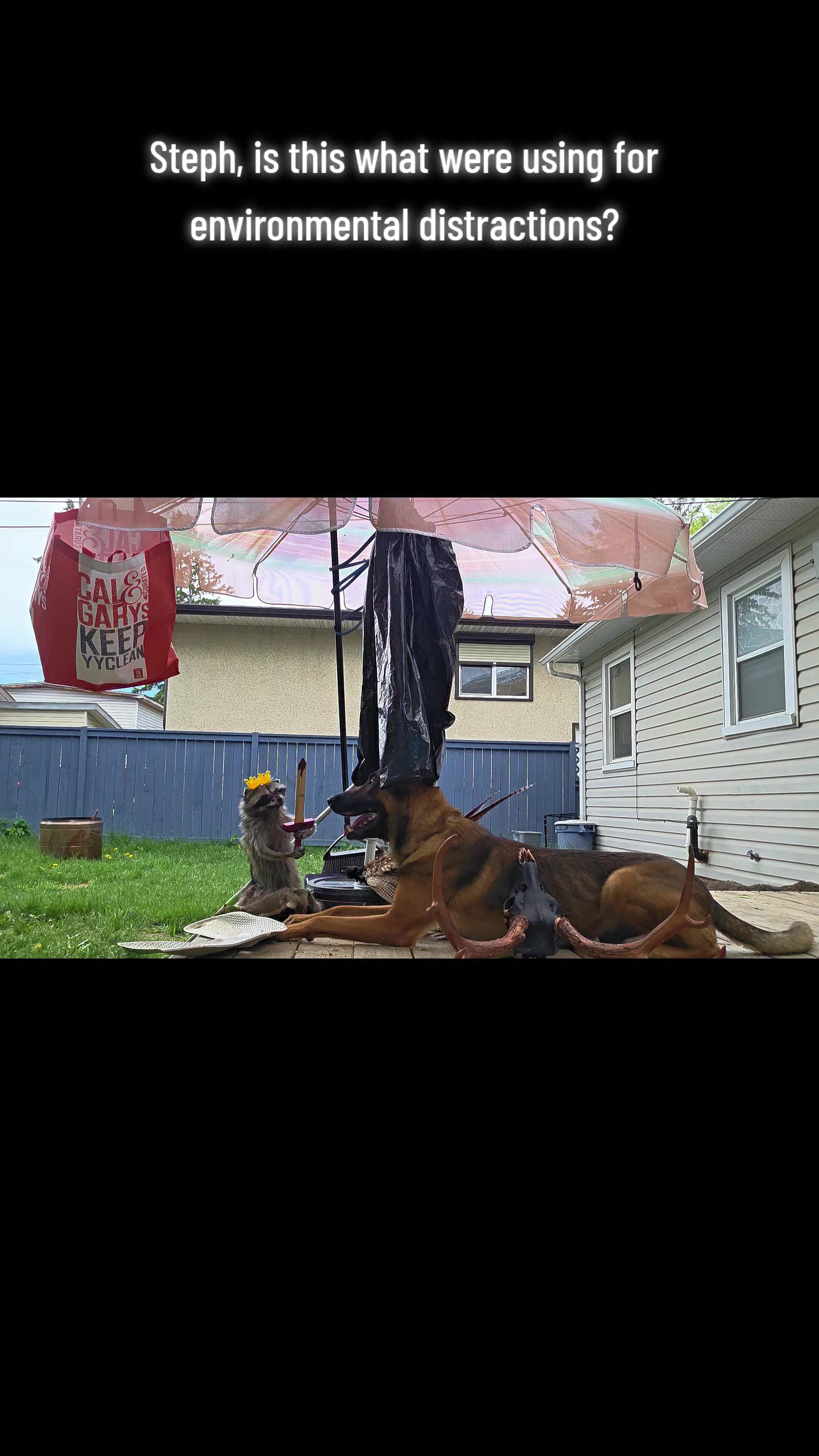 @Steph-RaisingHell.Hounds🇨🇦
