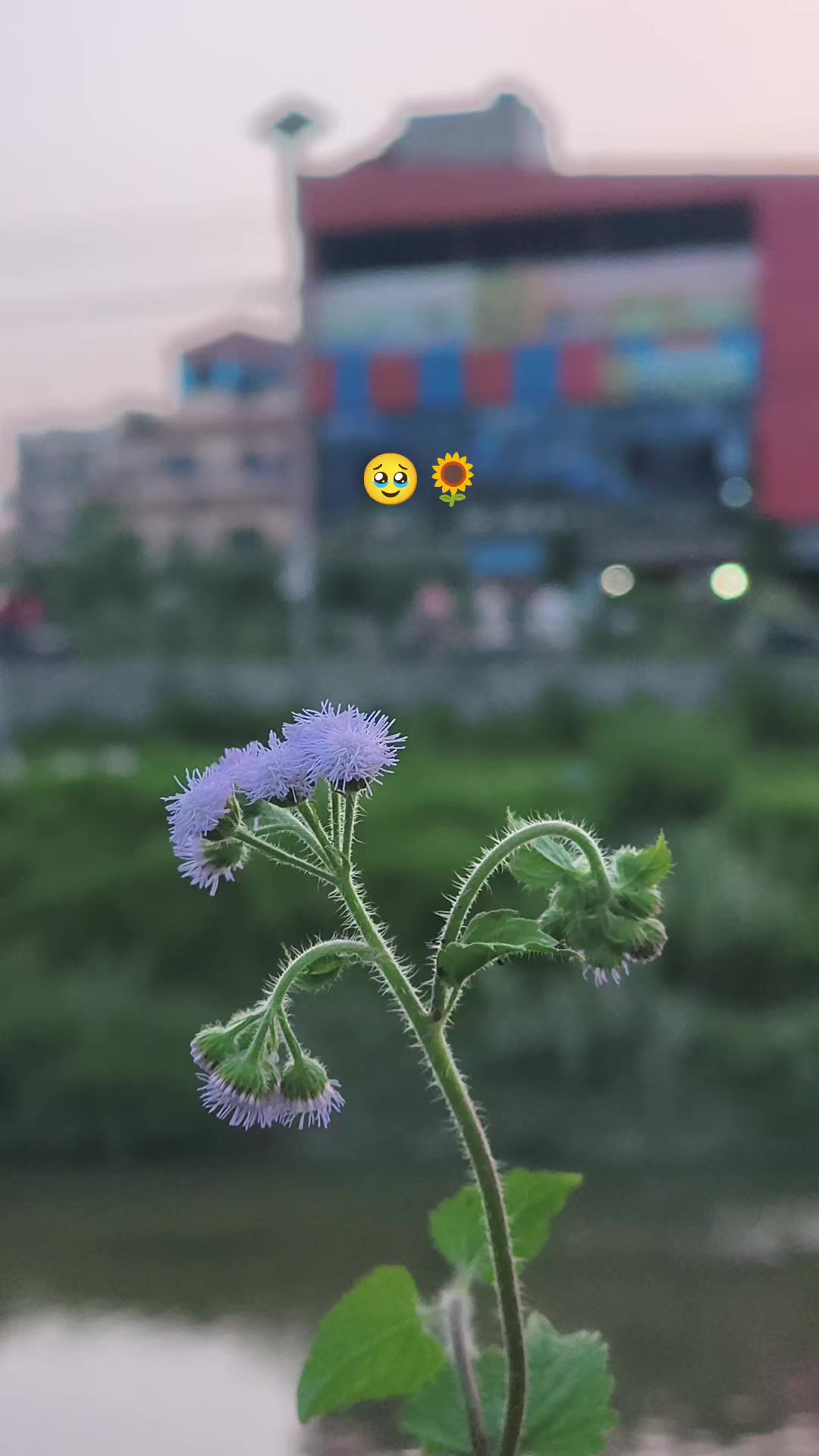 @magar suni🫶😊