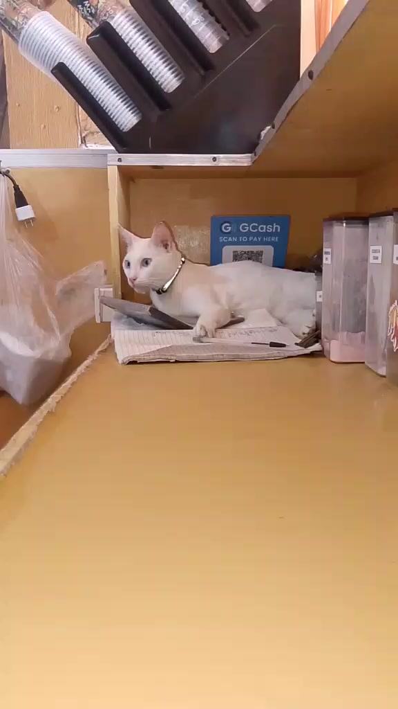 @sny meow🐈