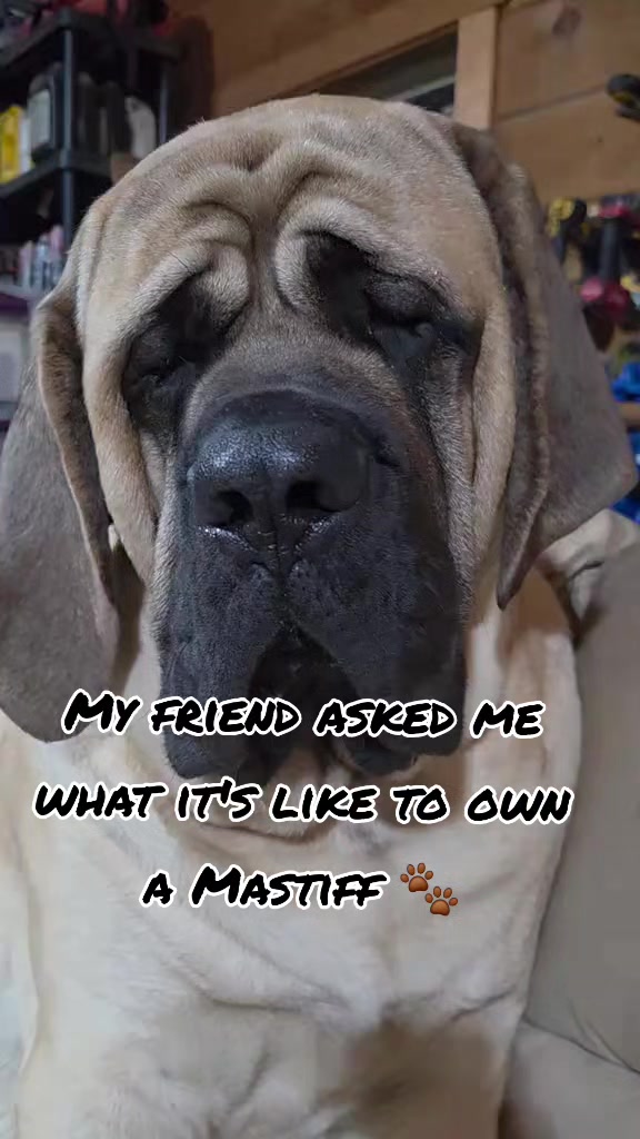 @Maple Mastiffs