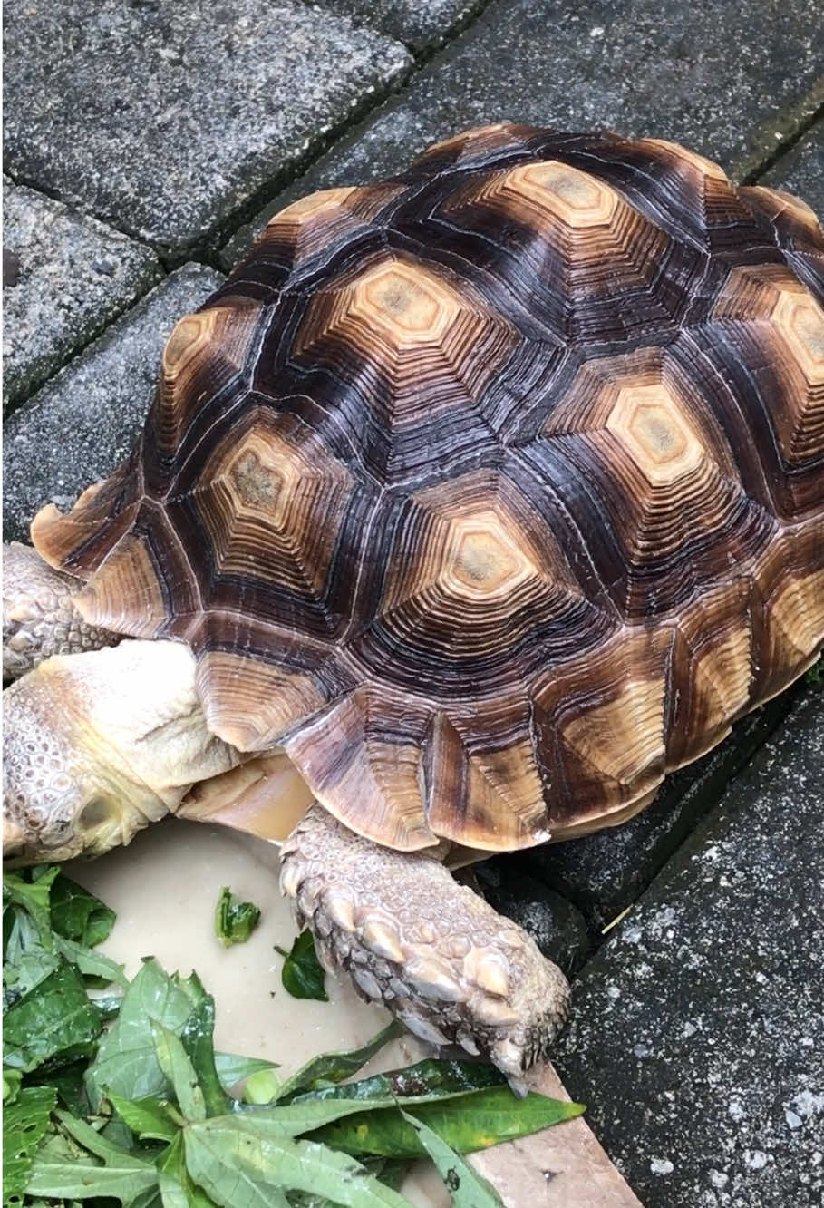 @MYtortojourney 🐢