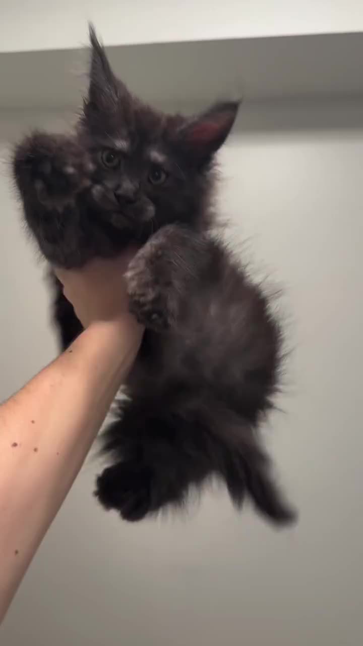 @Maine Coon Kittens