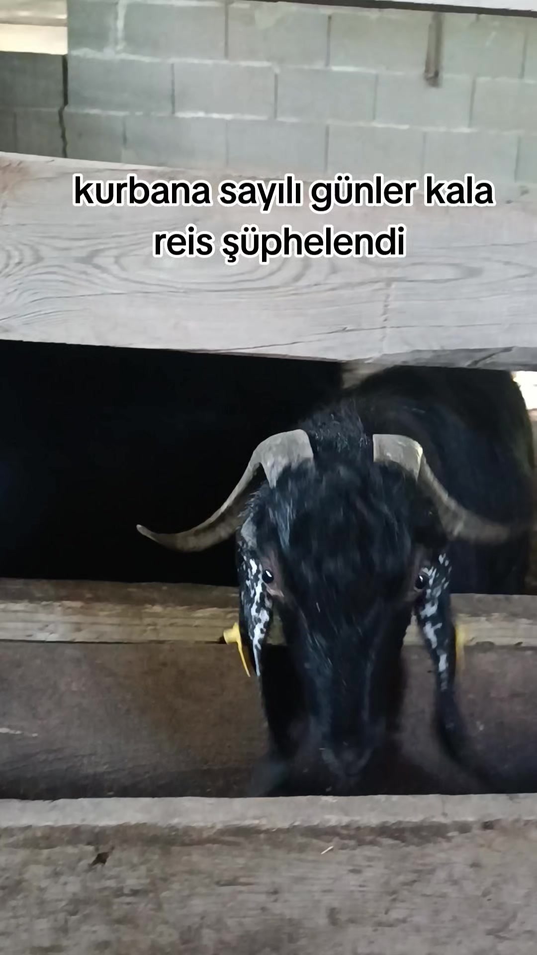 @Gökhan KESKİN