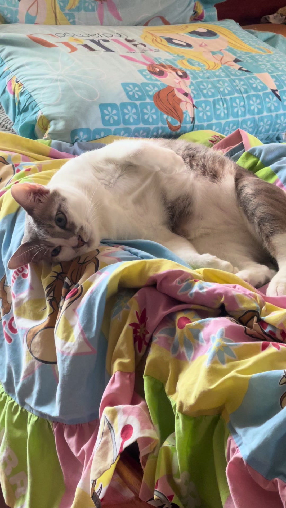@White.black.orange.cats