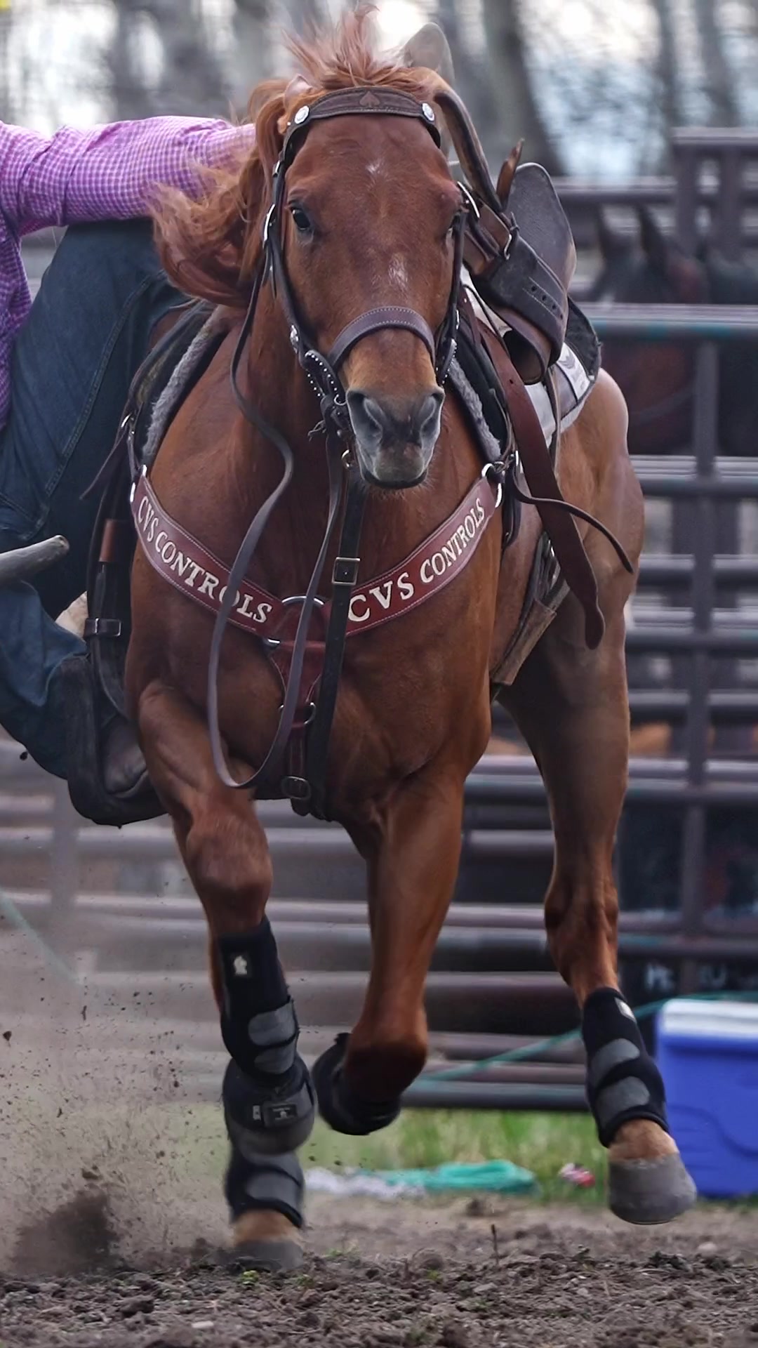 @Hanginghorses