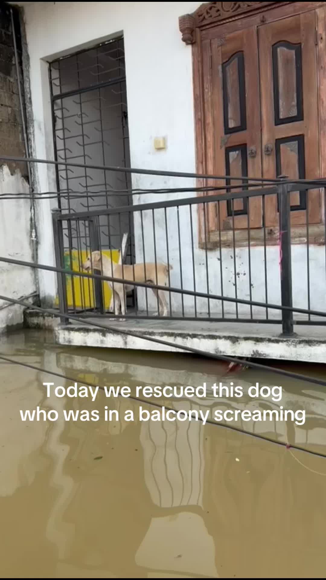 @tailsoffreedomsl