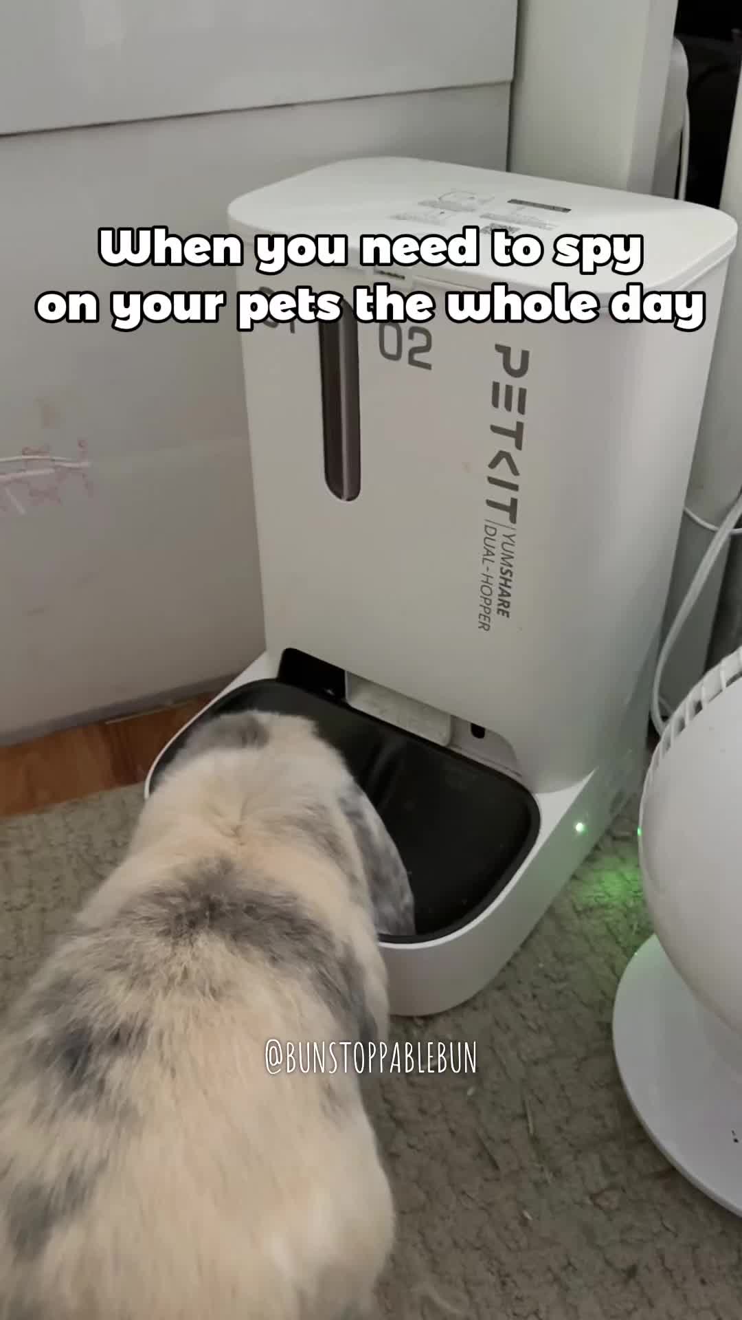 @BunBun, Mochi🌈, Chewy