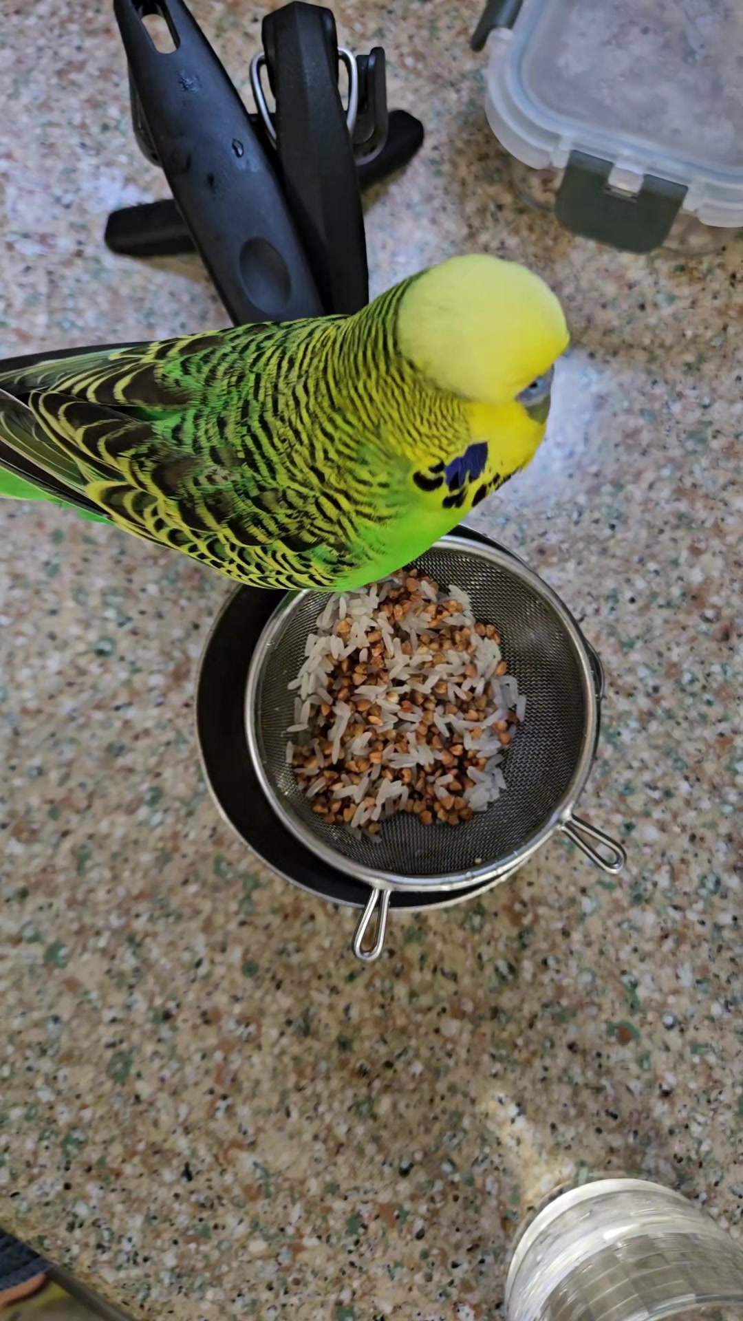 @Run Slow-Mo Charlie🦜