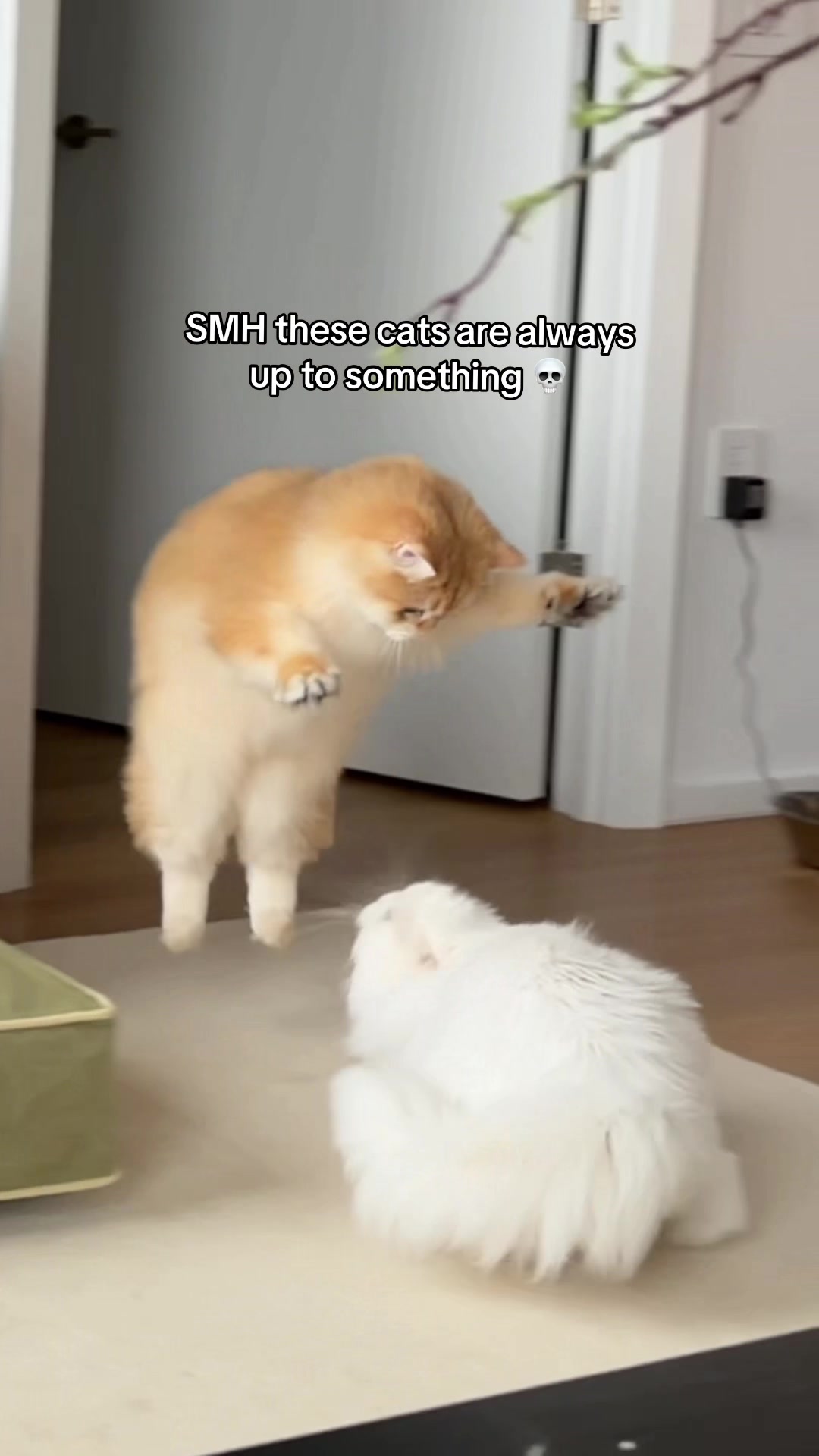 @Cleo the City Kitty