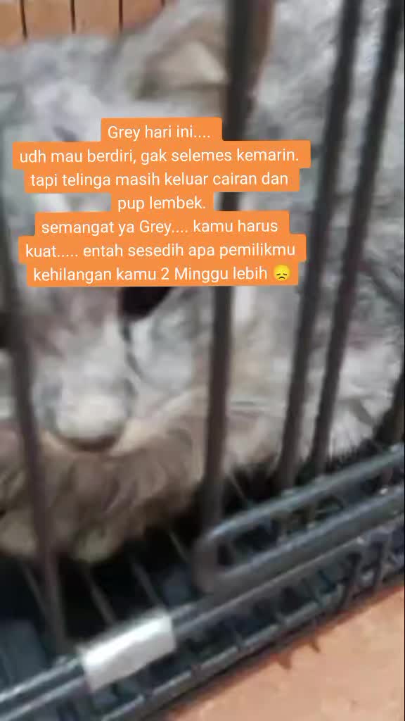 @apfia mei
