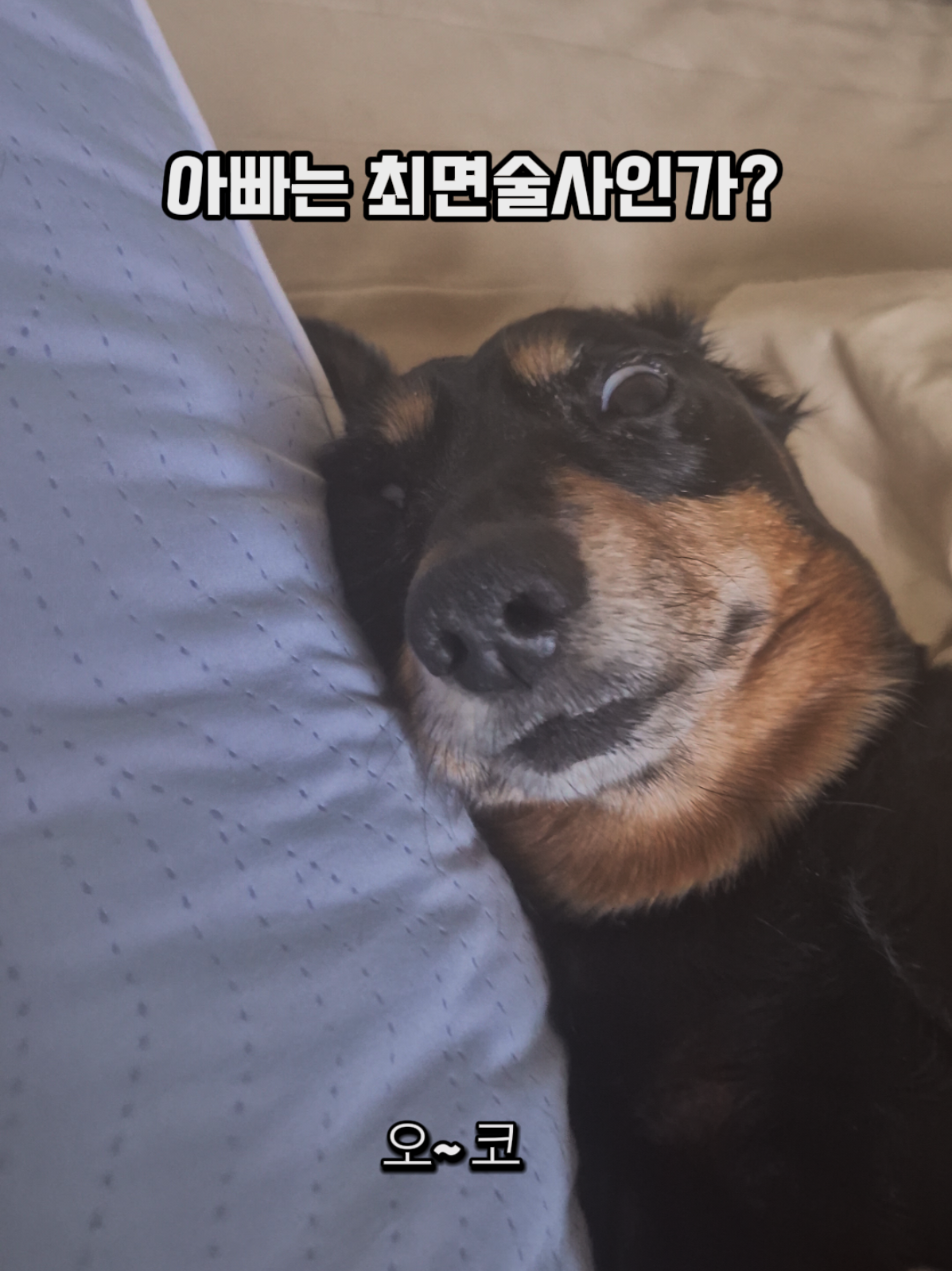 @코코대디