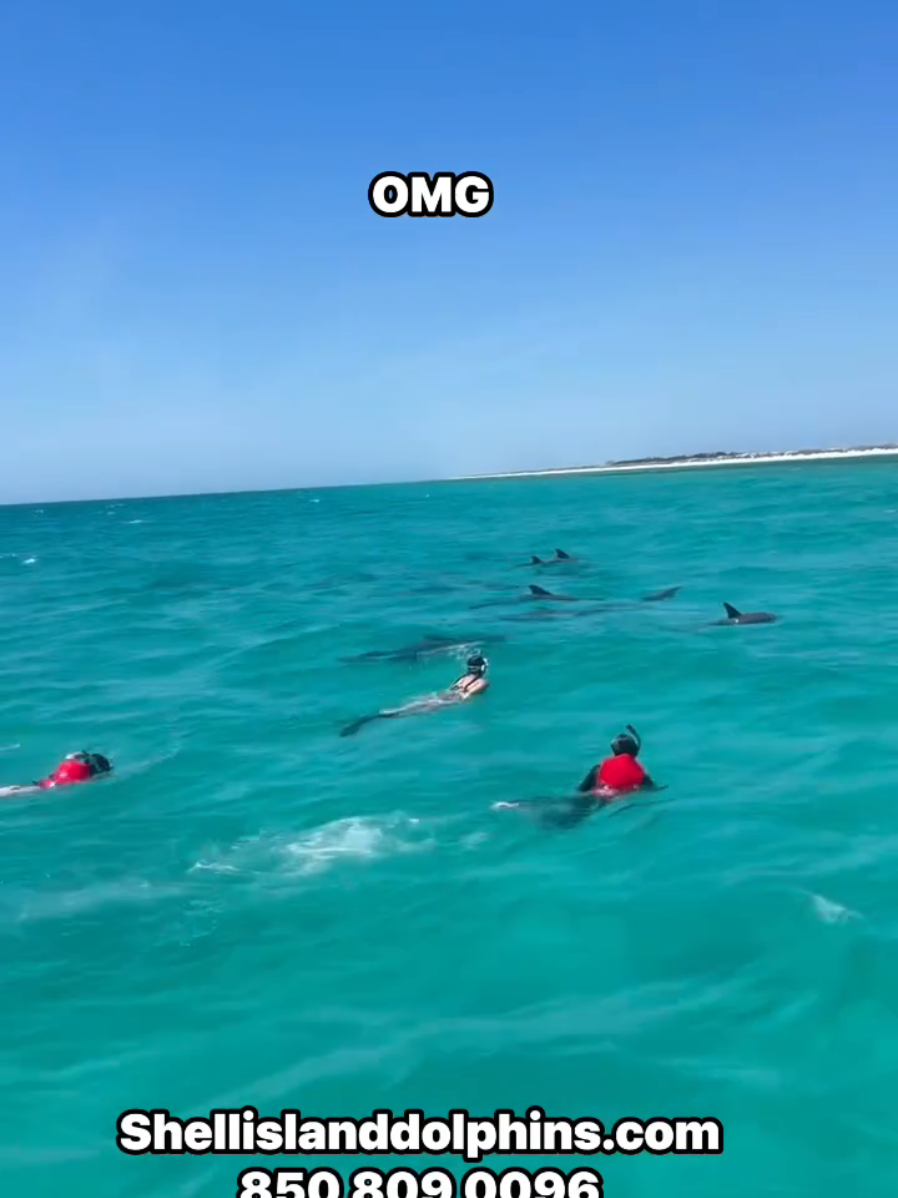 @Shell Island Dolphin Tours 🐬
