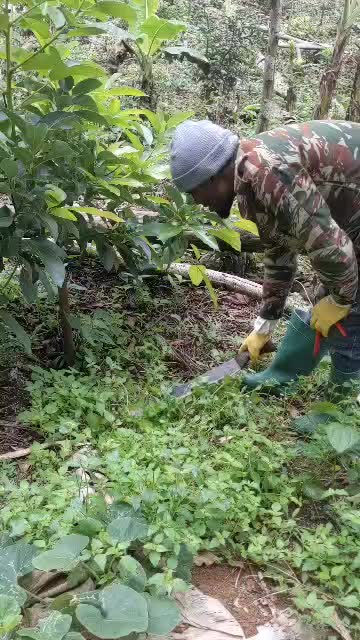 @Dem's Agroforestry Consulting