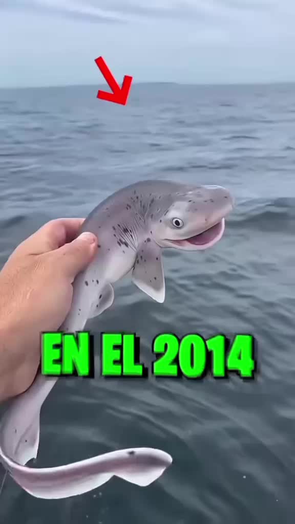 @le&oacute;ncito 🦁