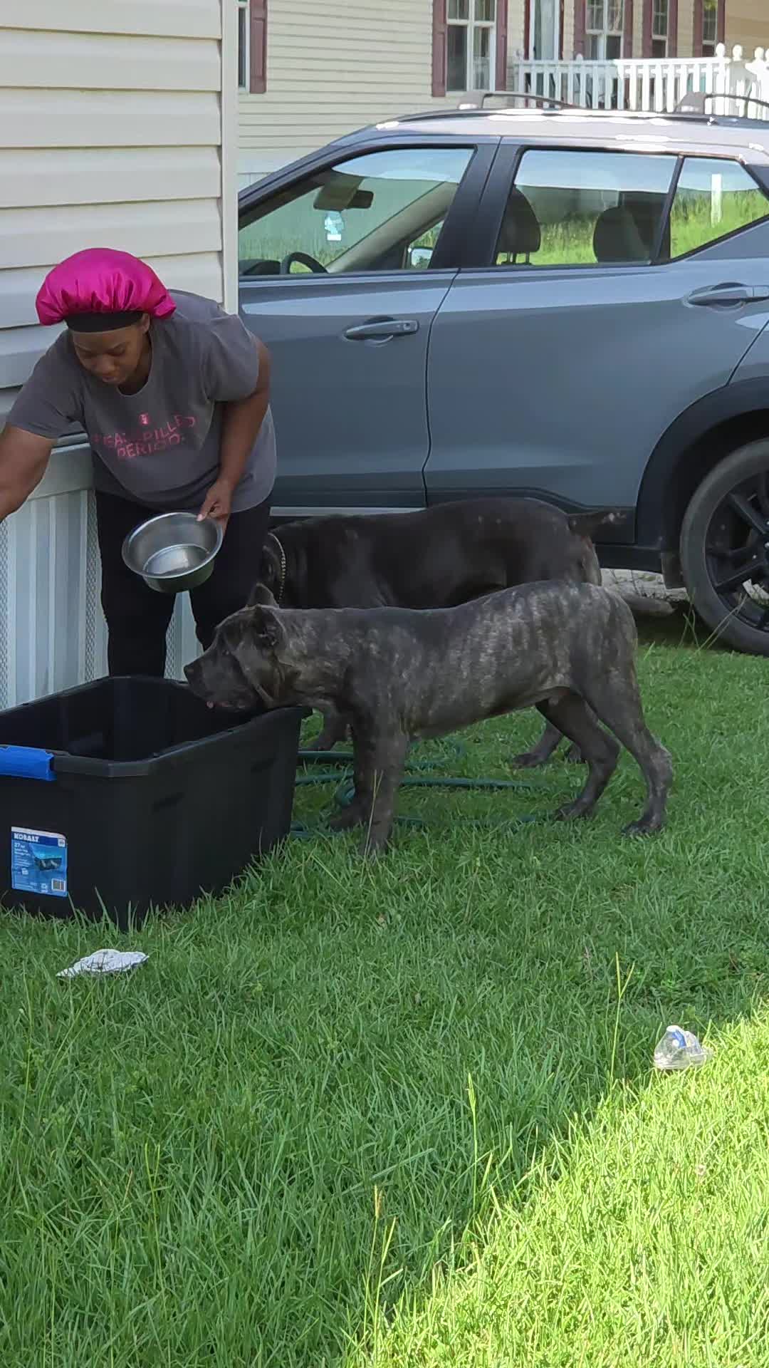 @Brandon and Blue Kennels LLC