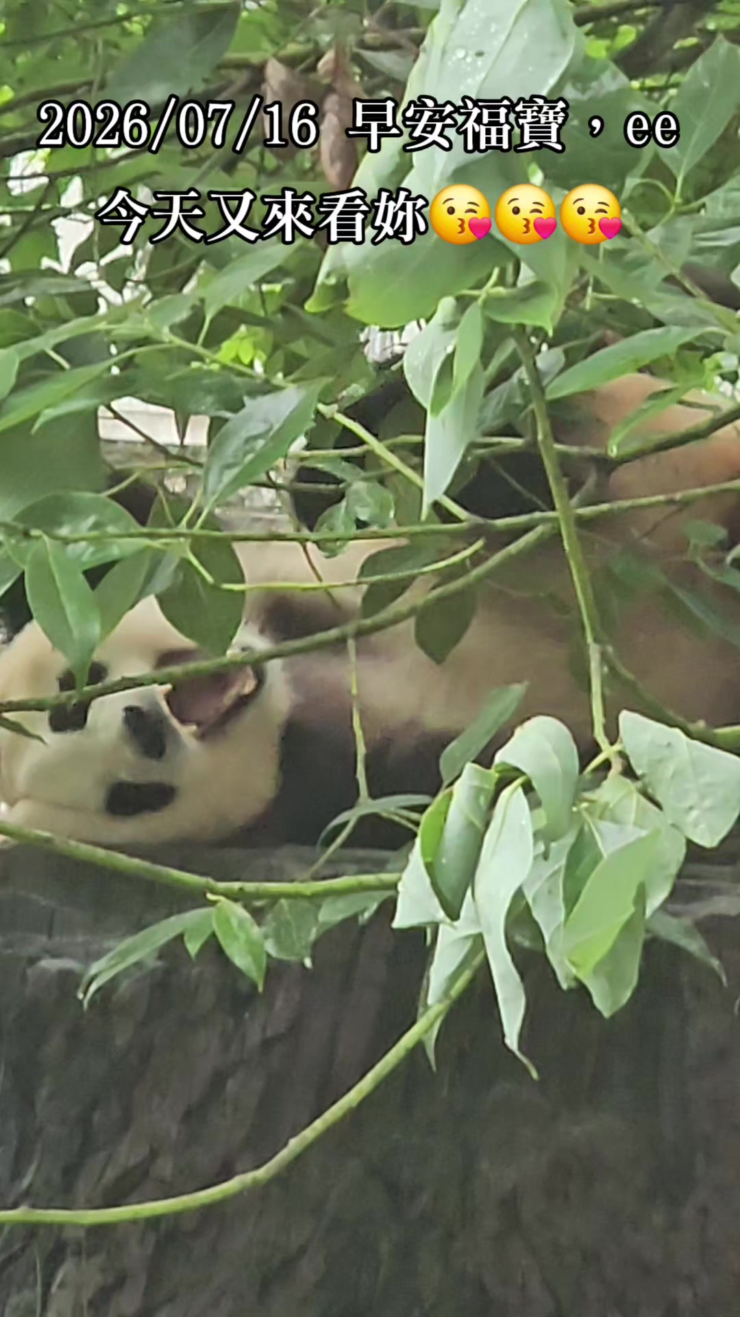 @福寶需要愛的抱抱