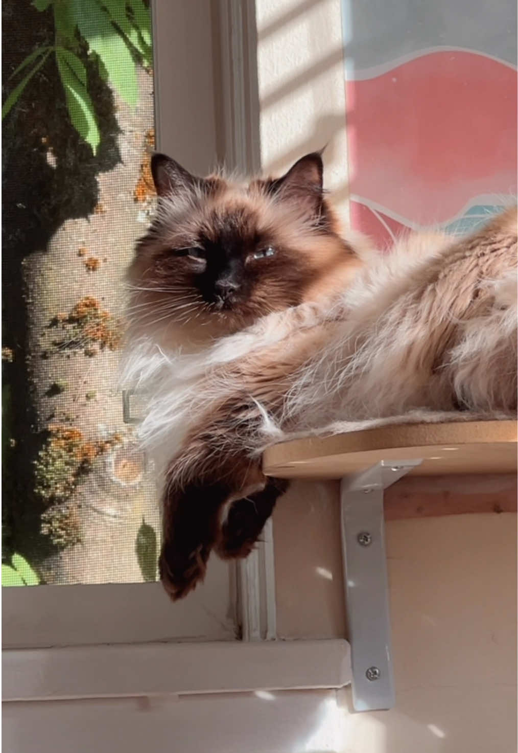 @My Cat Is People 🇨🇦