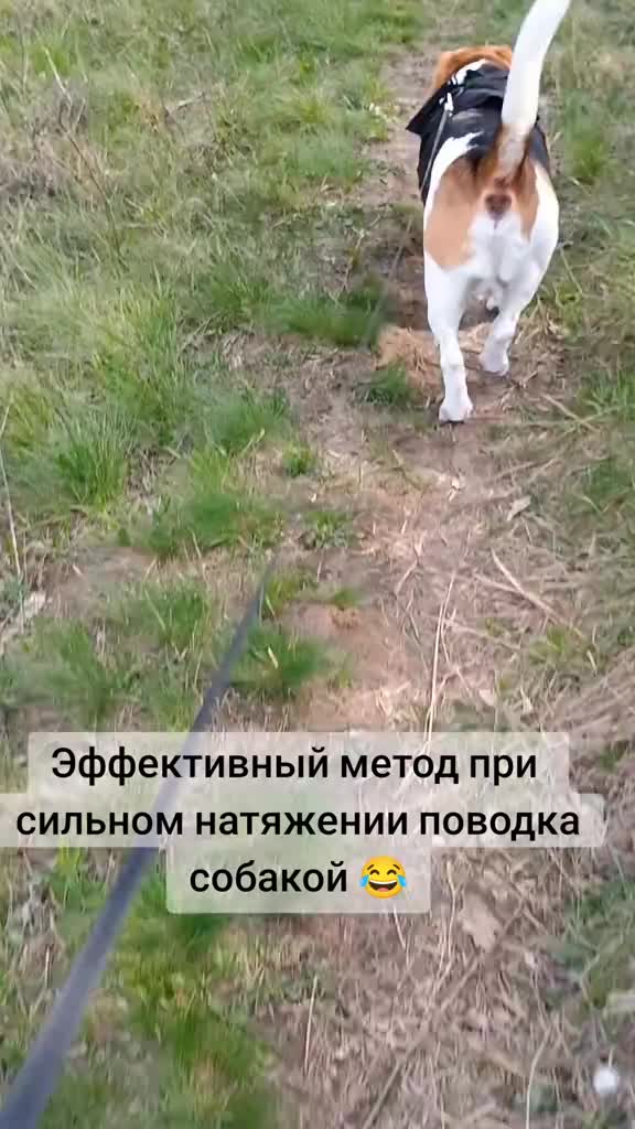 @Бигль Сэм и его семья.