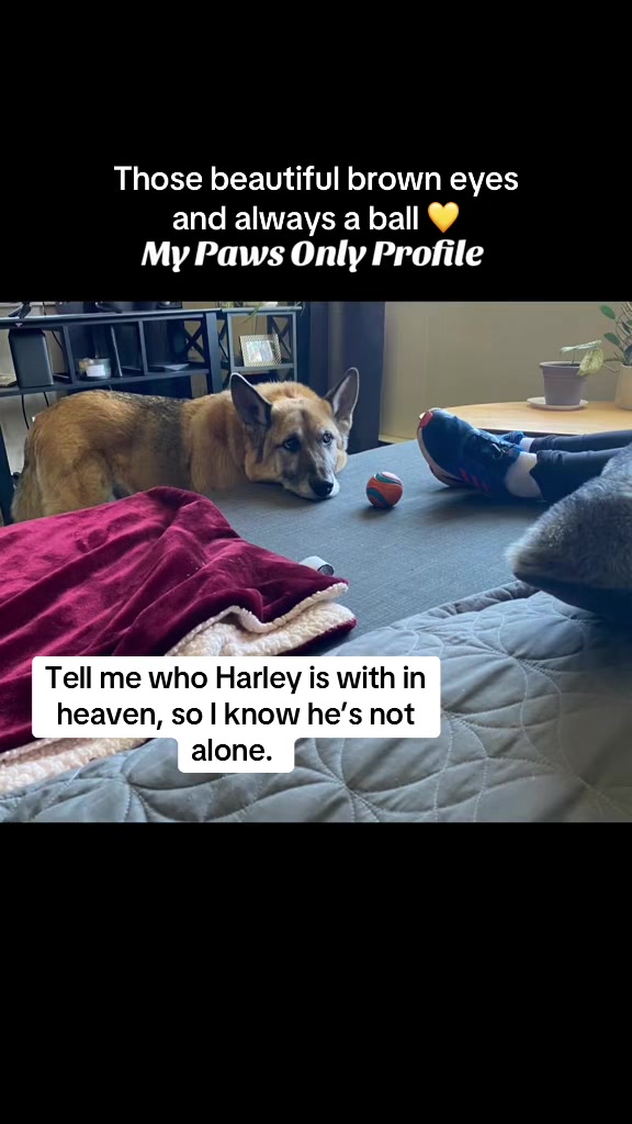 @🇨🇦 K9 Harley & Jody 🇨🇦