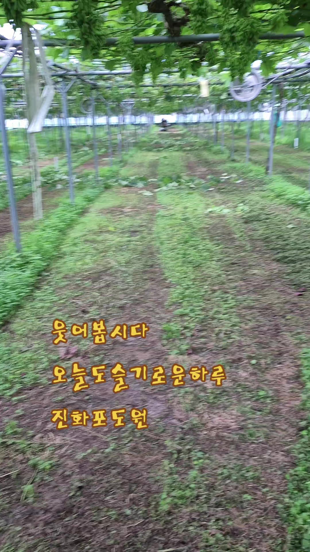 @진화포도원