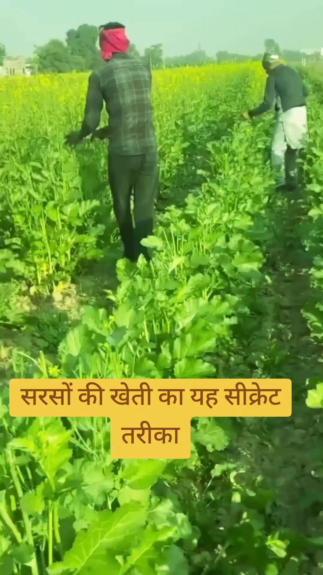 @Prajapati Agro Vet
