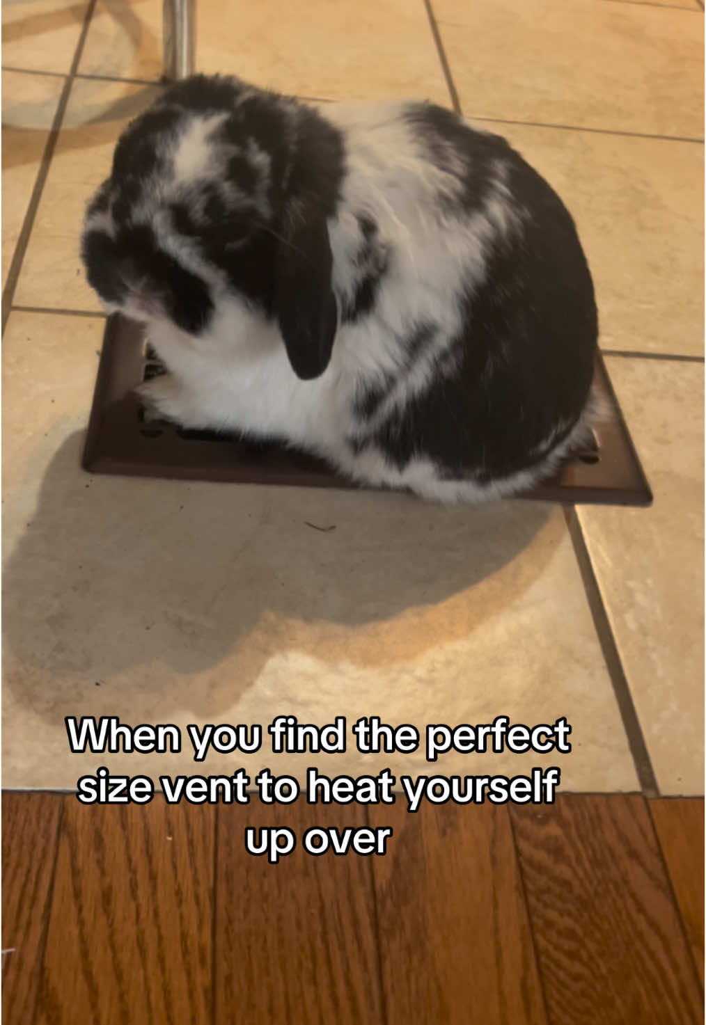 @Pablo the rabbit
