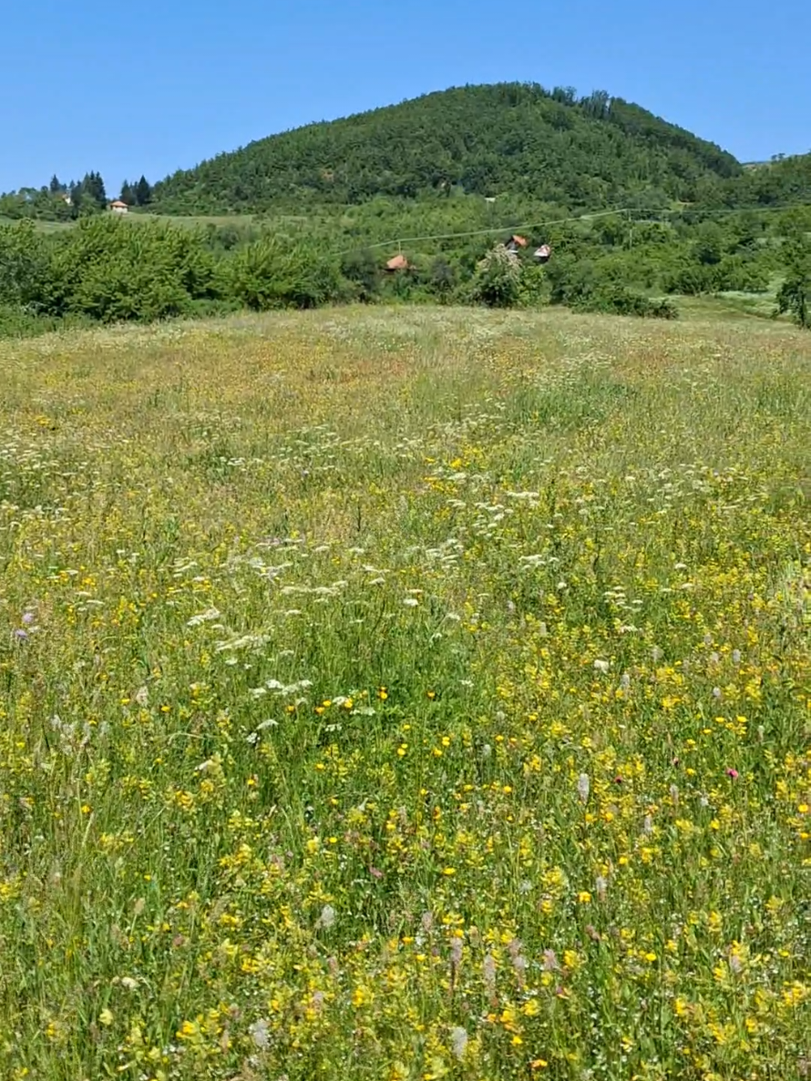 @Aleksa Popadic