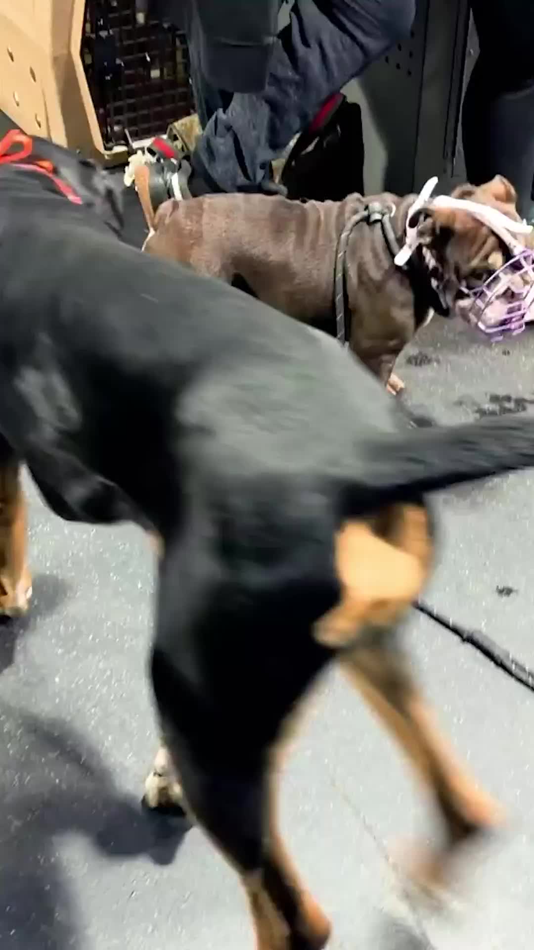 @Miracle K9 Training