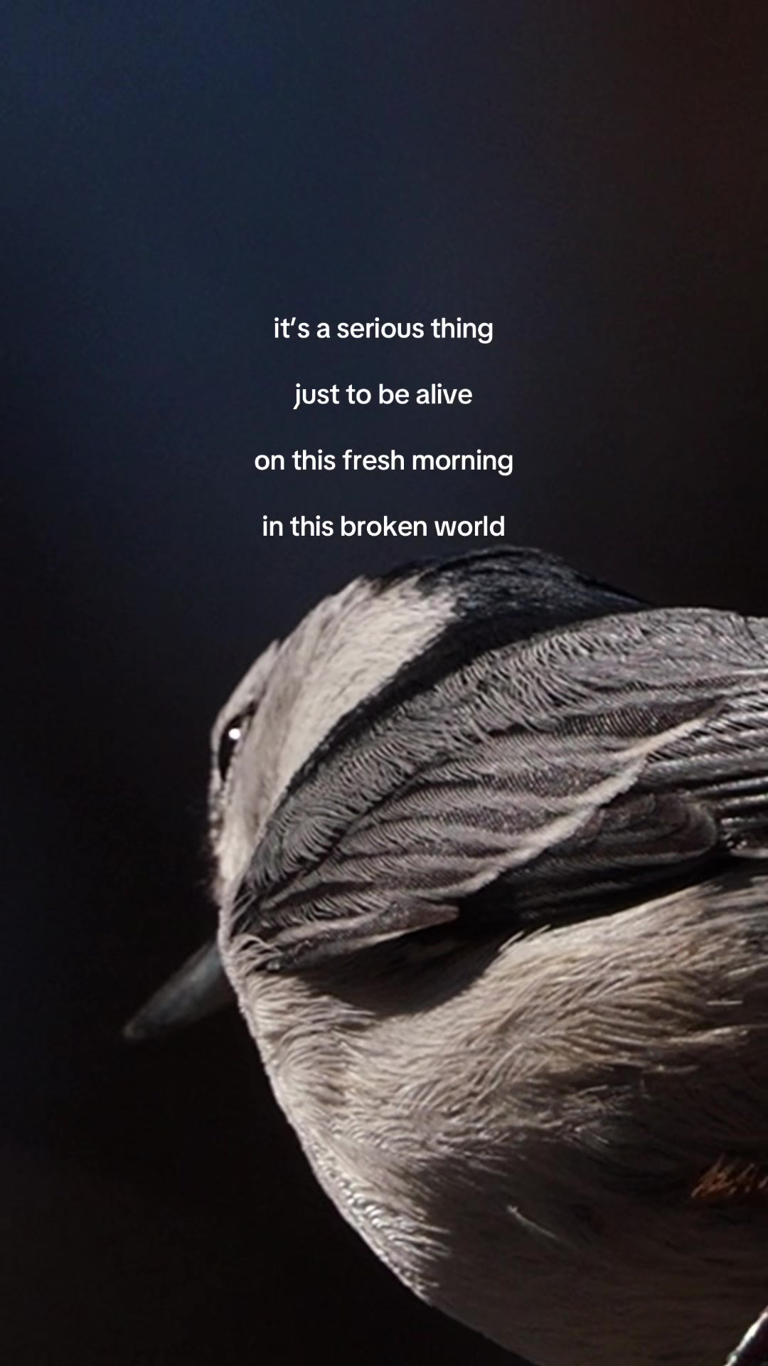 @Birds&ensp;&&ensp;Books
