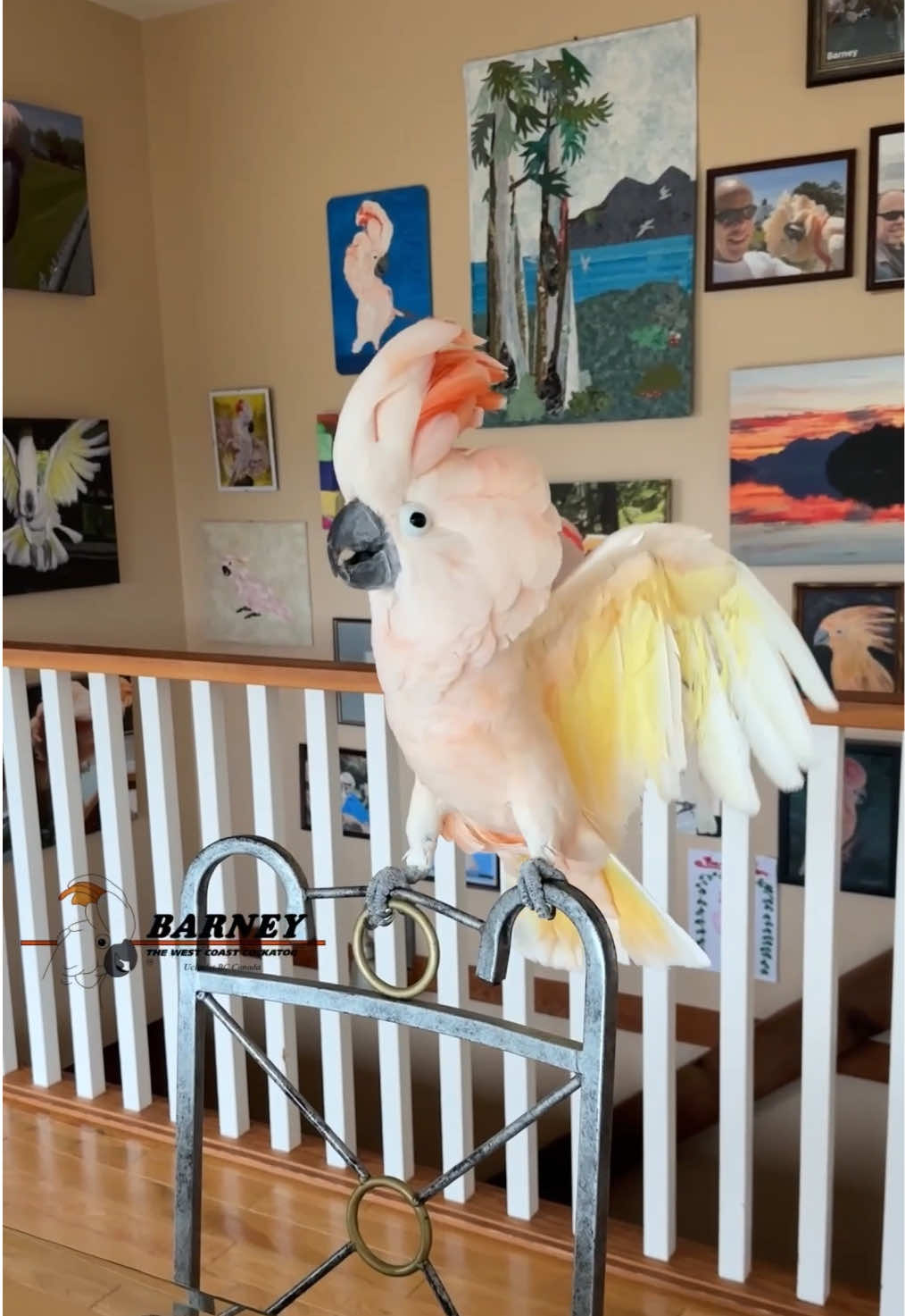 @Barney the West Coast Cockatoo