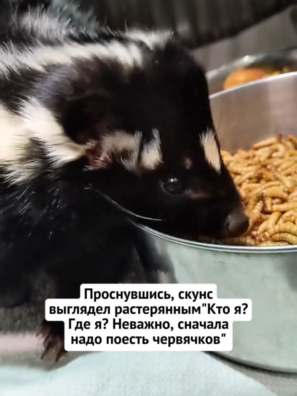@RescueAnimals Nir