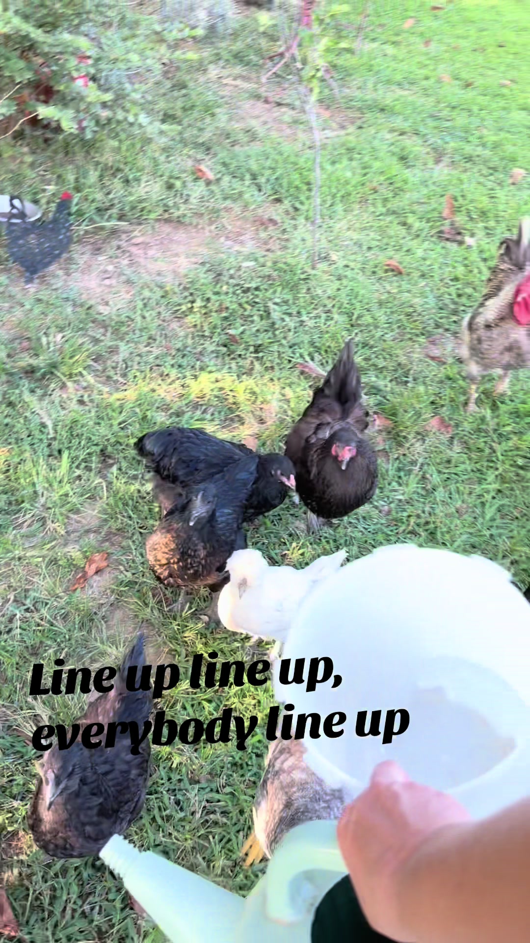 @chickchickmomma4