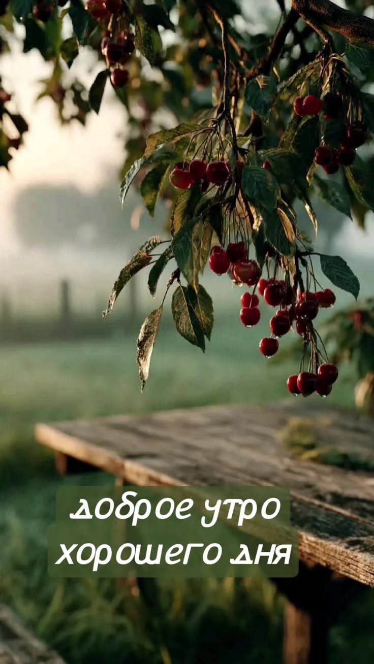 @Маргарита Шнейдерова