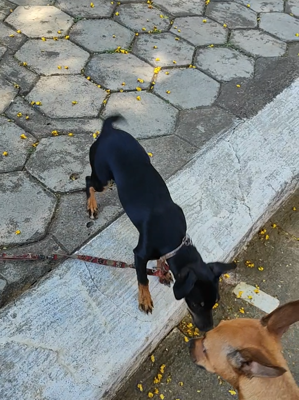 @Belinha e tiamara