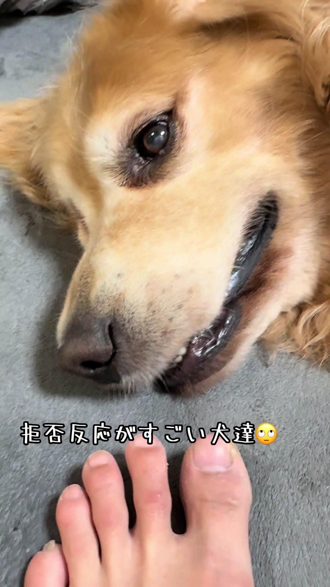 @ムックパパ🔶🐾