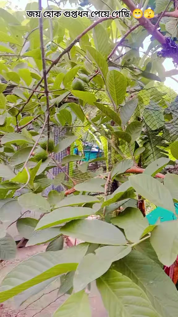 @✈️🍁প্রবাসীর★মহারানী🍁✈️