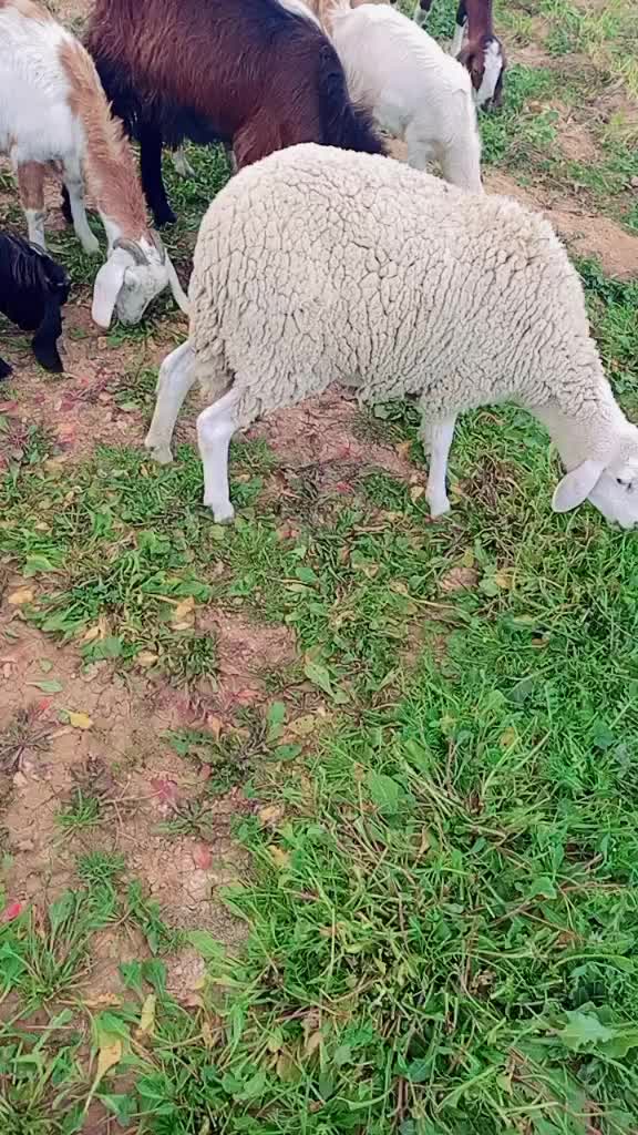 @اسماعيل خليل