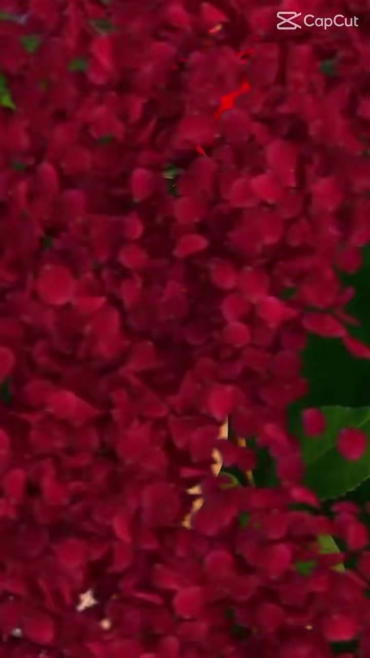 @C@rolin@.S@ndov@l🦋🌸🌹