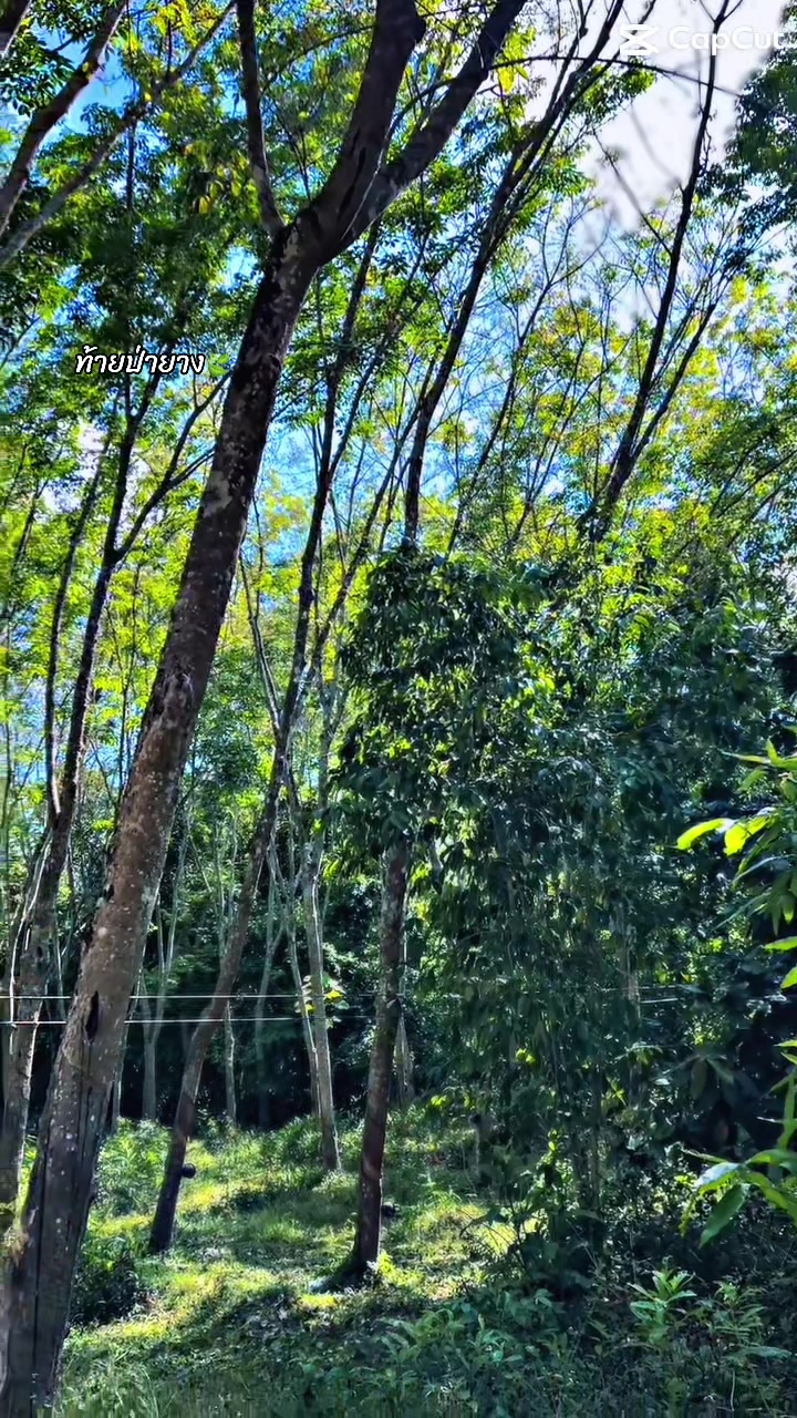 @อี&lsquo; กิ่ง เอง&lsquo;✨🍃